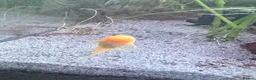 Plecos fish for sale: Common and albino bristlenose plecos - Advert 5