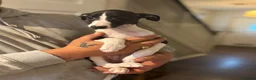 Whippet dogs for sale: KC registered Whippets health tested parents - Advert 21