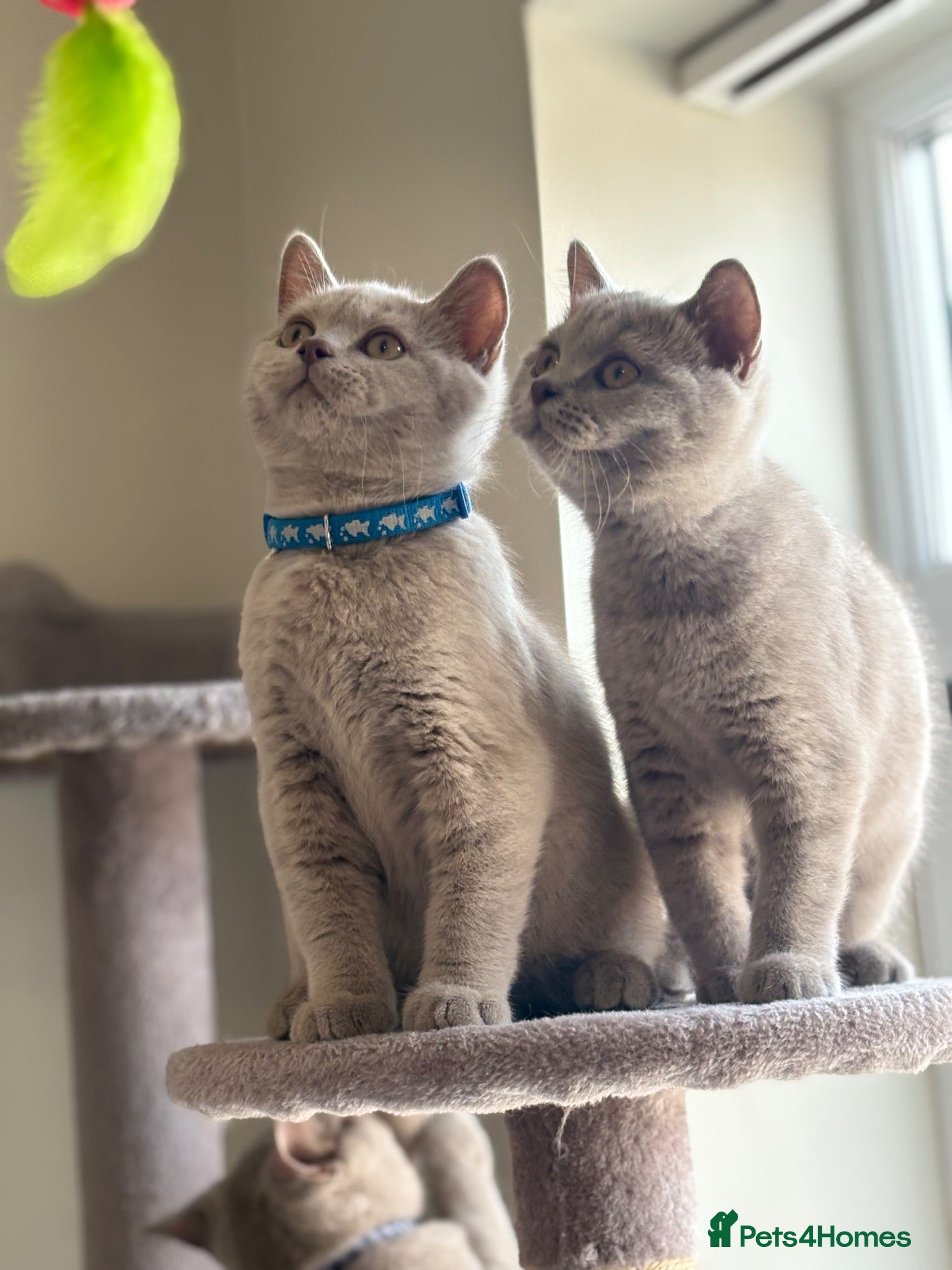 British Shorthair cats Beautiful British Shorthair Kittens Availbale ❤️❤️ - Advert 1