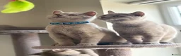 British Shorthair cats for sale: Beautiful British Shorthair Kittens Availbale ❤️❤️ - Advert 1