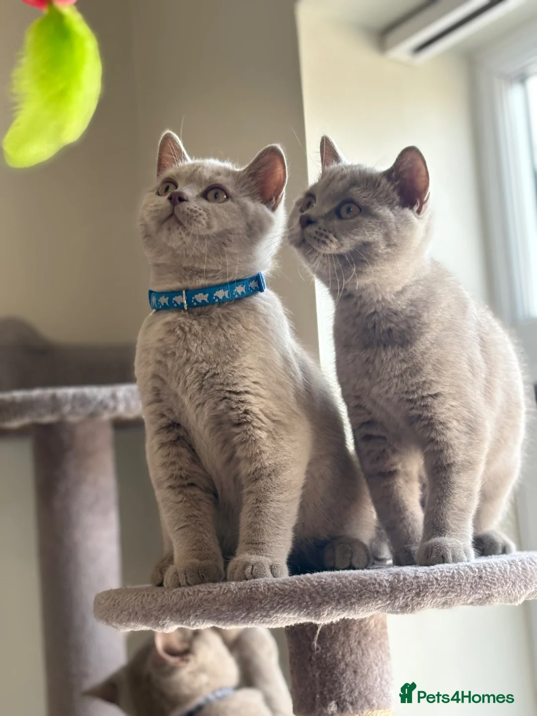 British Shorthair cats for sale: Beautiful British Shorthair Kittens Availbale ❤️❤️ - Advert 1