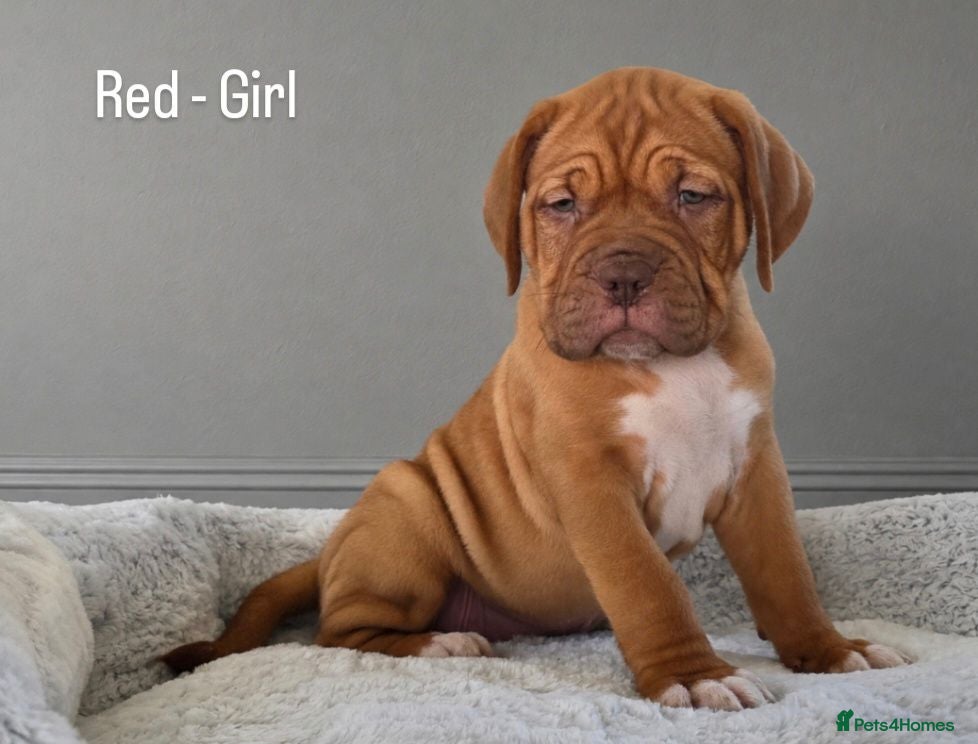 Dogue De Bordeaux dogs Beautiful Dogue de Bordeaux Puppies  - Advert 1