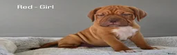 Dogue De Bordeaux dogs for sale: Beautiful Dogue de Bordeaux Puppies  - Advert 1