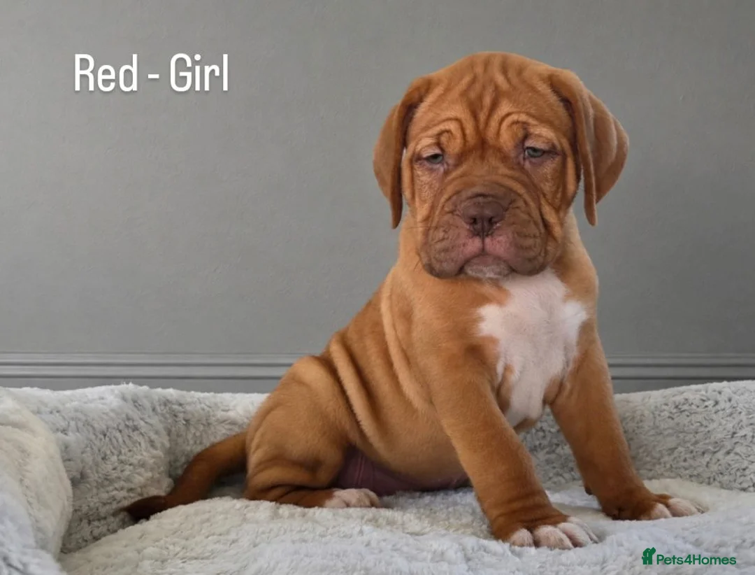 Dogue De Bordeaux dogs for sale: Beautiful Dogue de Bordeaux Puppies  - Advert 1