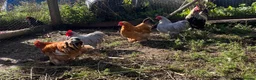 Chickens poultry for sale: Variety of Hens and cockerels for sale in Leominster - Advert 2