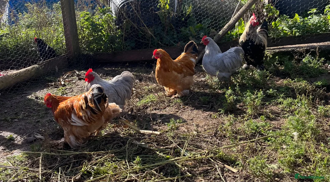 Chickens poultry for sale: Variety of Hens and cockerels for sale in Leominster - Advert 2