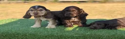 Cocker Spaniel dogs for sale: Beautiful top quality show type cocker spaniel  - Advert 3