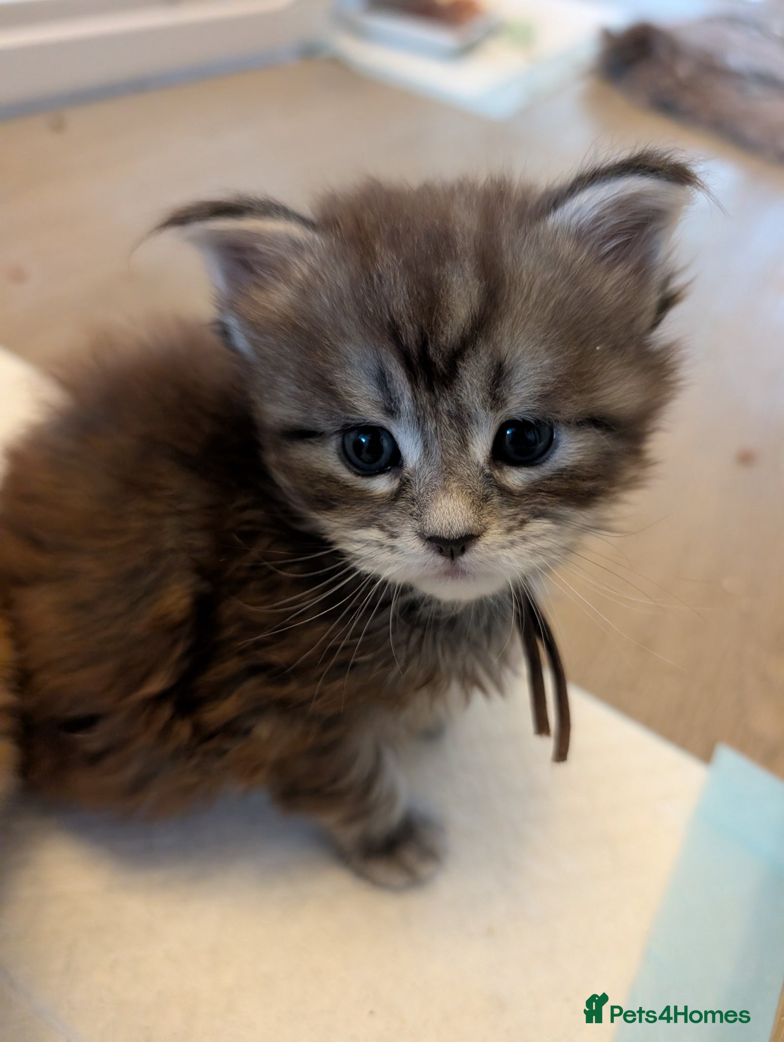 Maine Coon cats Tica Registered Maine coon Kittens  - Advert 2