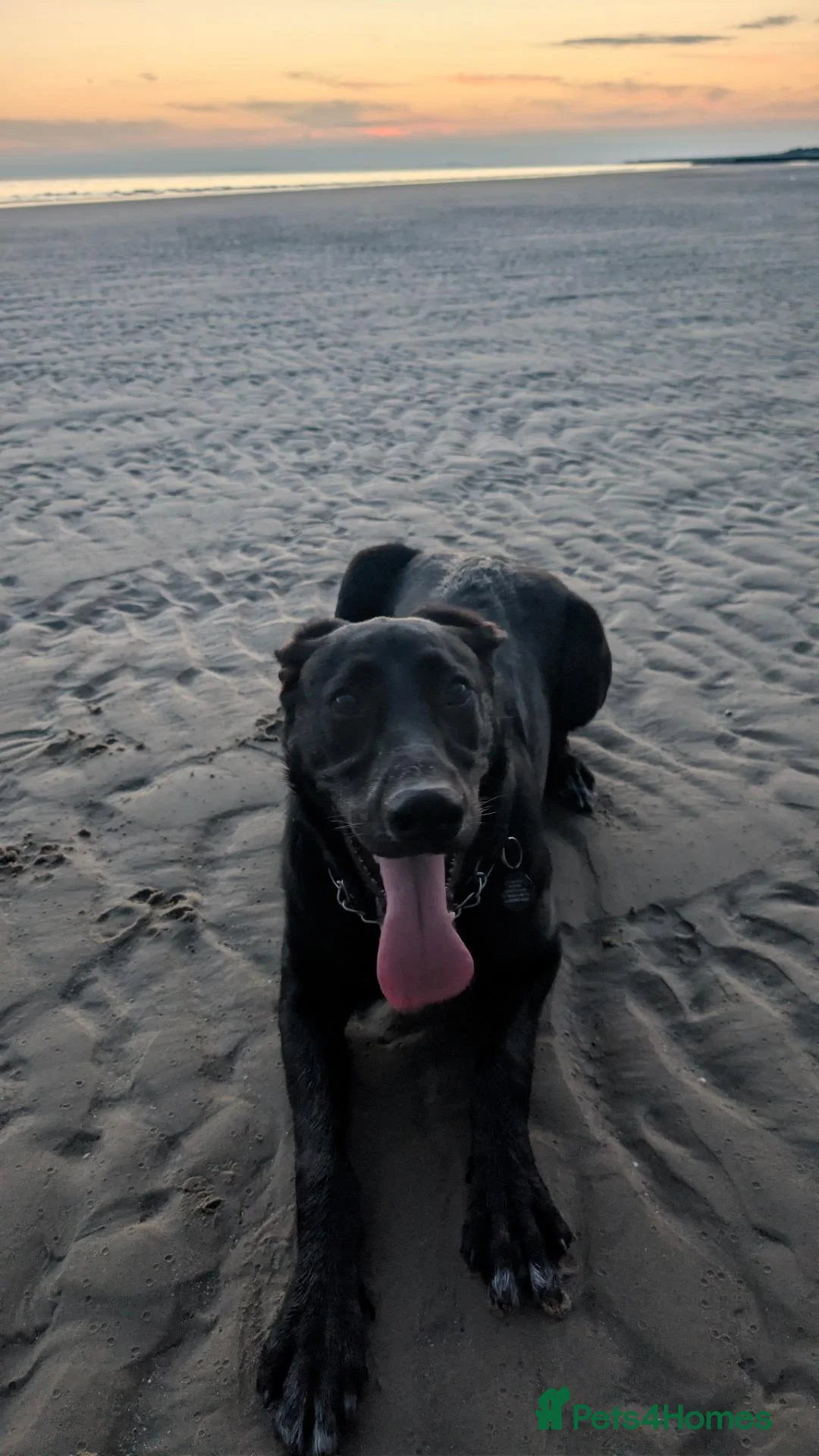 Mixed Breed dogs for sale: Ozzy - my best bud - Advert 2