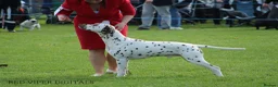 Dalmatian dogs for stud: Stud dog available  in Mountain Ash - Advert 2