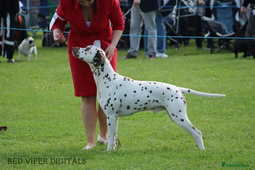 Dalmatian dogs for stud: Stud dog available  in Mountain Ash - Advert 2