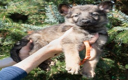 German Shepherd dogs for sale: German Shepherd Puppies - Image 29