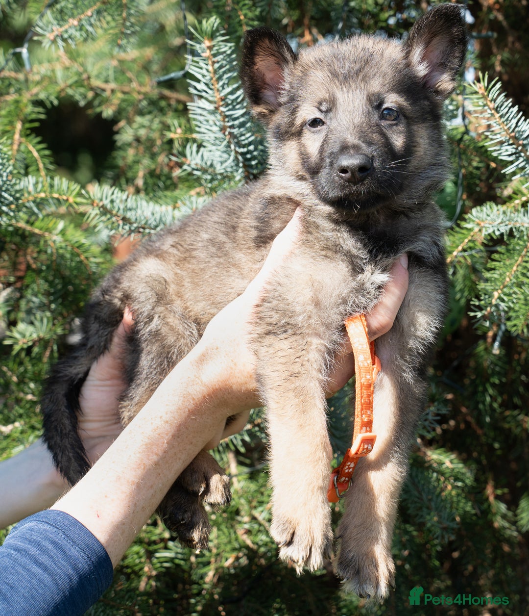 German Shepherd dogs for sale: German Shepherd Puppies - Image 29