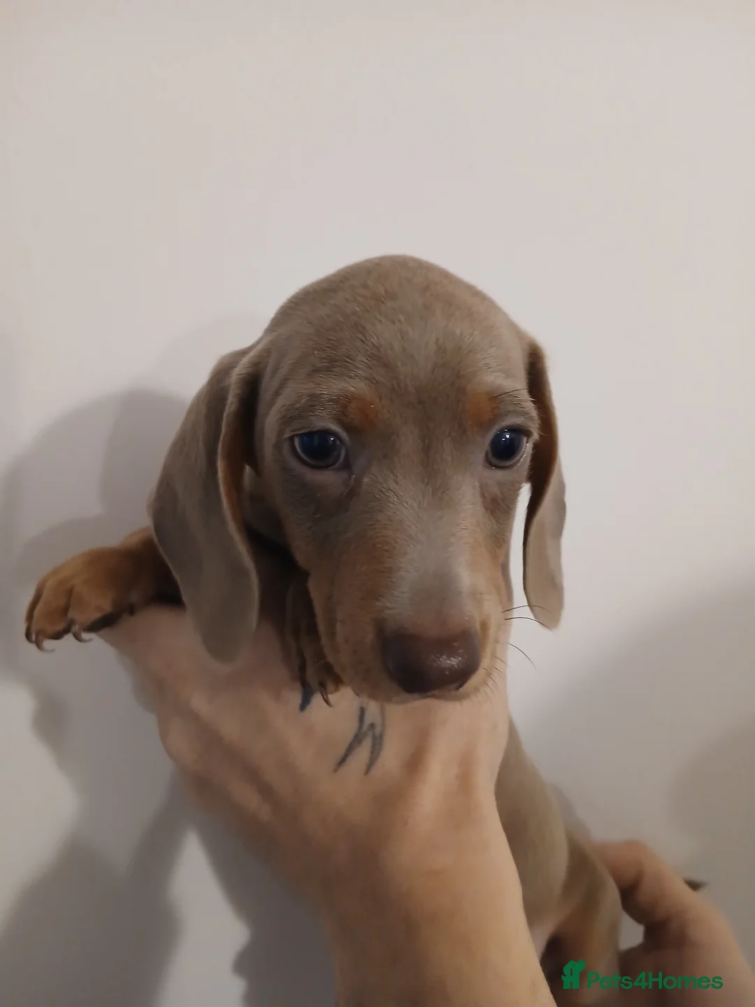 Dachshund dogs for sale: Now only 2 male mini dachshund puppies  - Advert 19