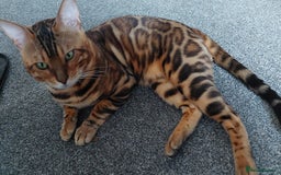 Bengal cats for sale: STUNNING PEDIGREE BENGAL KITTENS  - Image 15