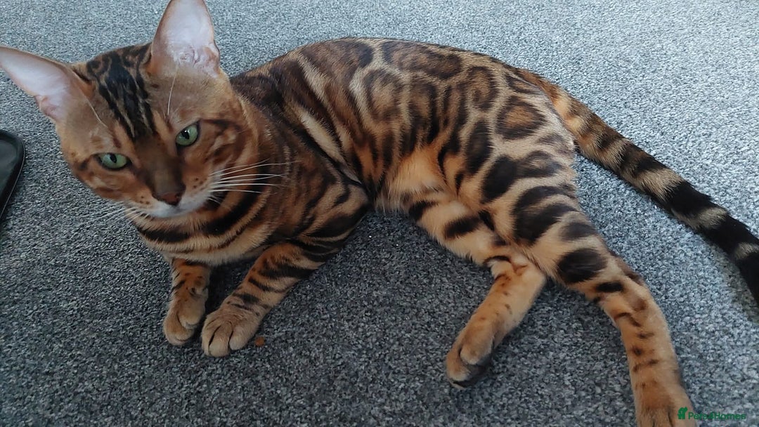 Bengal cats for sale: STUNNING PEDIGREE BENGAL KITTENS  - Image 15