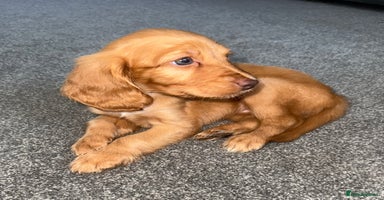 Cockapoo dogs - Advert 2