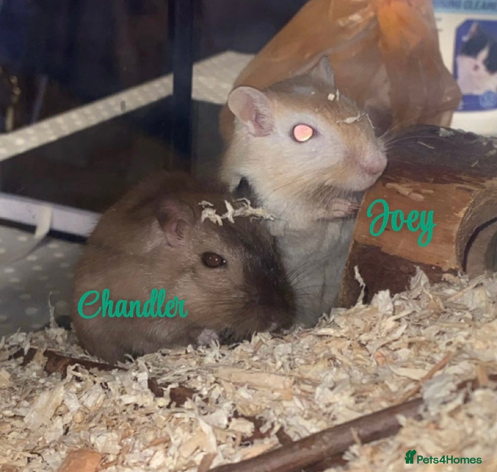 Gerbil rodents Joey & Chandler - recently rescued, need home! - Advert 11