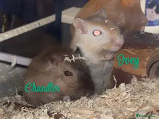 Gerbil rodents Joey & Chandler - recently rescued, need home! - Advert 1