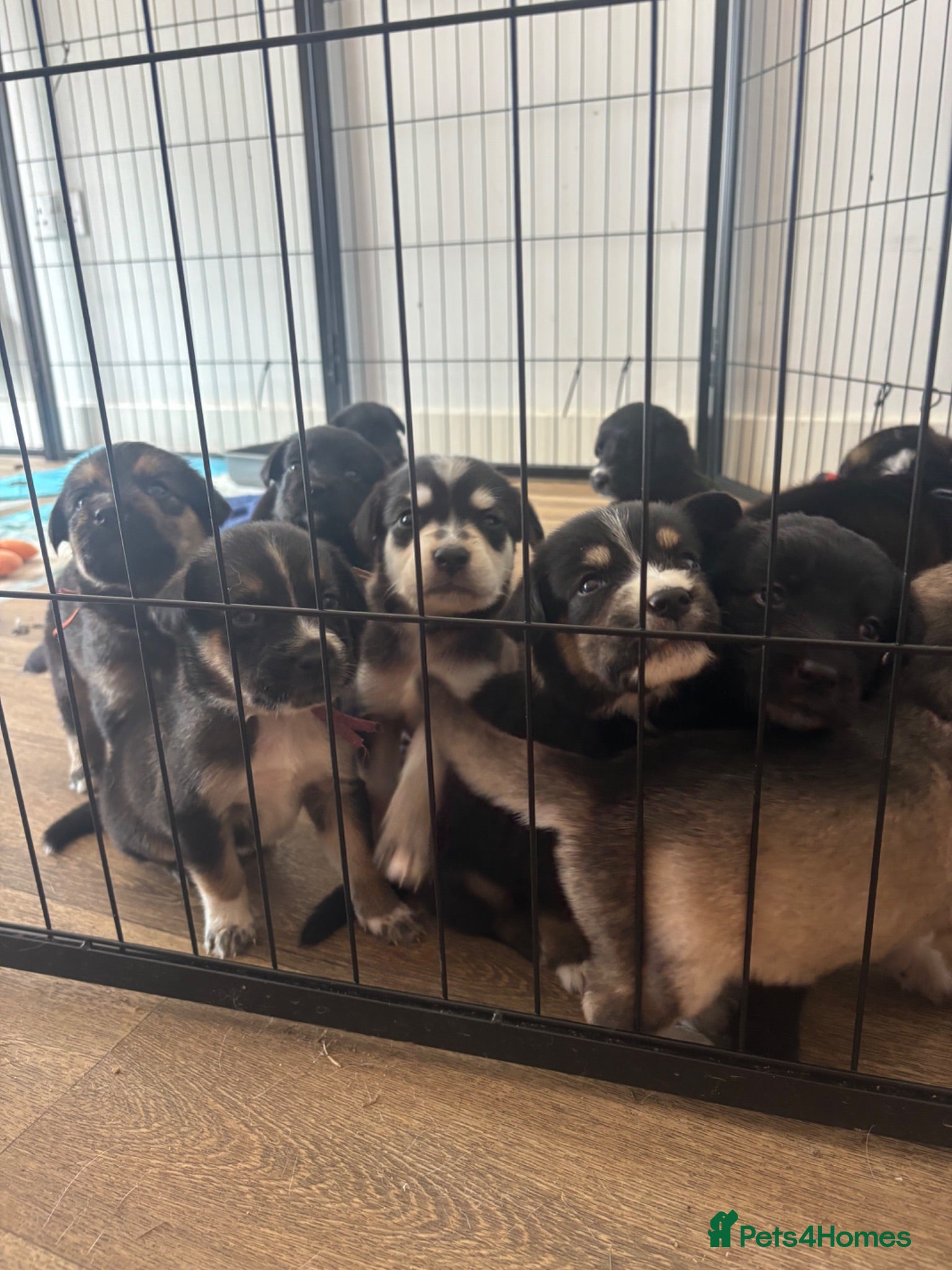 Mixed Breed dogs 10 beautiful pups for sale  - Advert 6