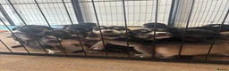 Mixed Breed dogs for sale: 10 beautiful pups for sale  in Retford - Advert 1
