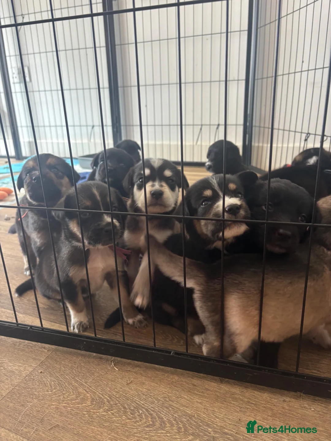 Mixed Breed dogs for sale: 10 beautiful pups for sale  in Retford - Advert 1