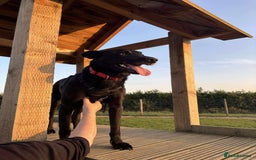 Mixed Breed dogs for sale: 🐾 HENNESSY–SMART, LOVING & 2 PERFECT TO WAIT 🐾❤️ - Image 3