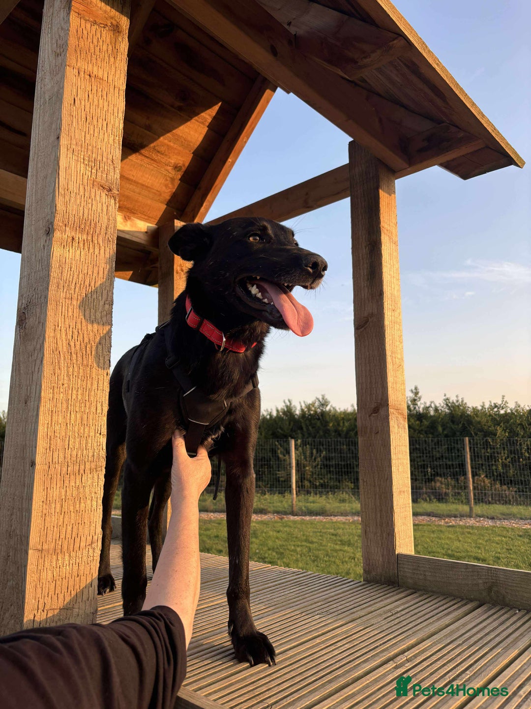 Mixed Breed dogs for sale: 🐾 HENNESSY–SMART, LOVING & 2 PERFECT TO WAIT 🐾❤️ - Image 3