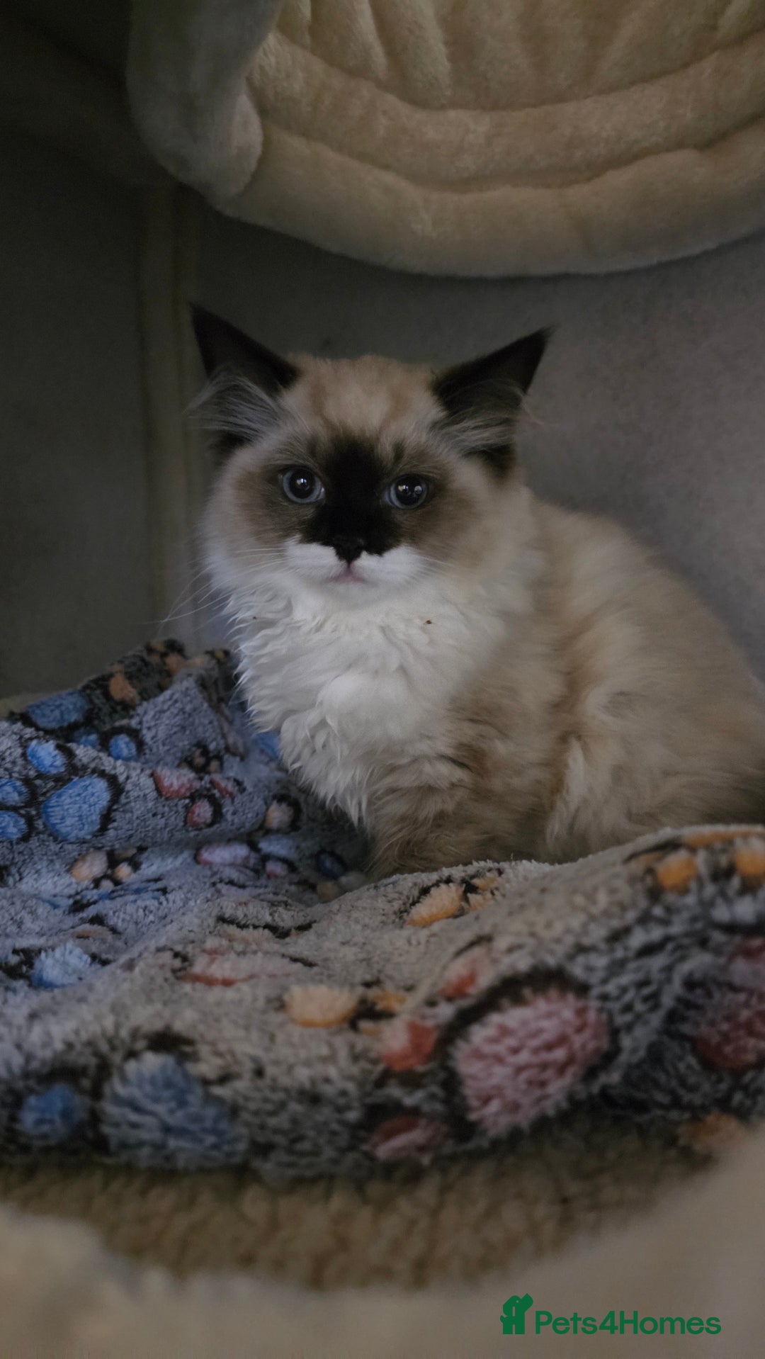 Ragdoll cats for sale: Female Seal Mitted Ragdoll - Advert 2