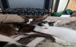 Oriental cats for sale: Orientals for sale  - Image 1
