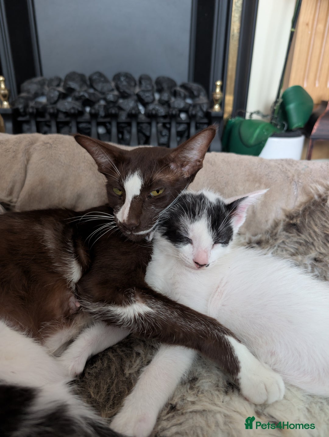 Oriental cats for sale: Orientals for sale  - Image 1