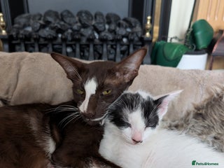 Oriental cats - Advert 5