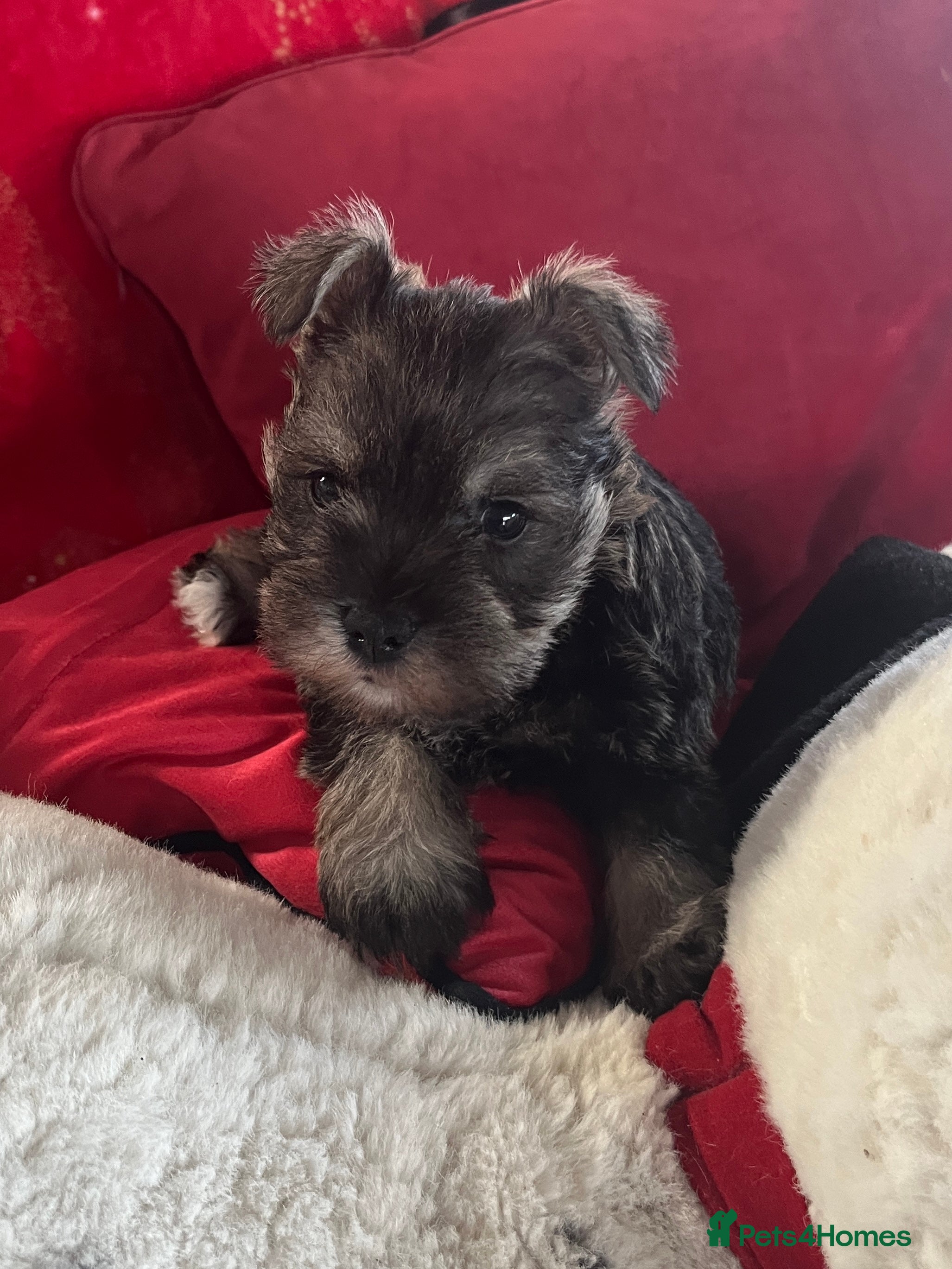 Miniature Schnauzer dogs 1 boy looking for 5 * home - Advert 4