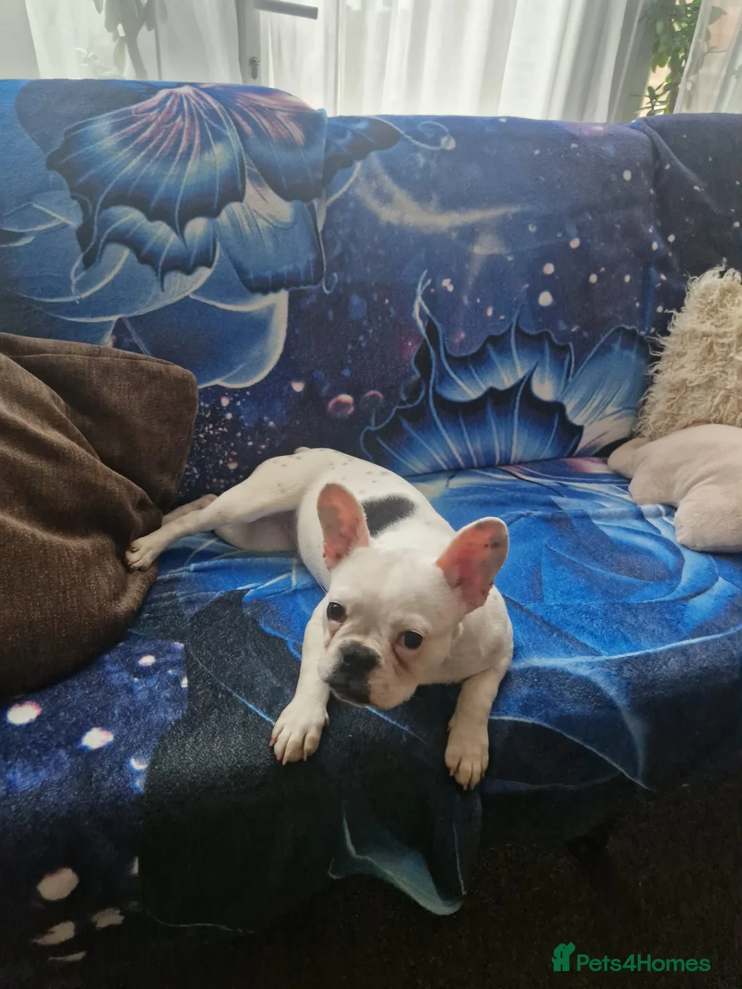 French Bulldog dogs for sale: Buldog francez - Advert 5