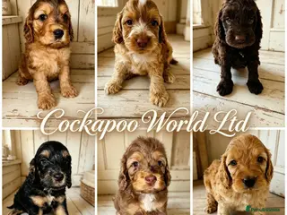 Cockapoo dogs DNA CLEAR,F1 Cockapoos, Ready 18th September - Advert 2