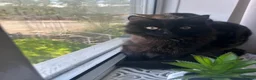 Turkish Angora cats for sale: Two Cats for One Loving Home ! in Birmingham - Advert 3