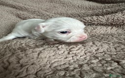 Chihuahua dogs for sale: 3 beautiful long haired Chihuahuas  - Image 7