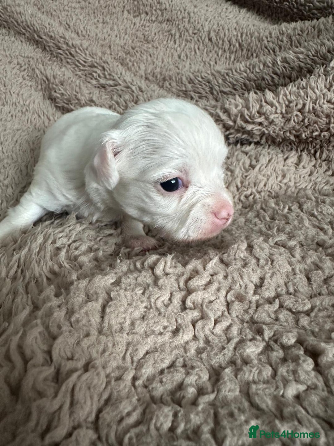 Chihuahua dogs for sale: 3 beautiful long haired Chihuahuas  - Image 7