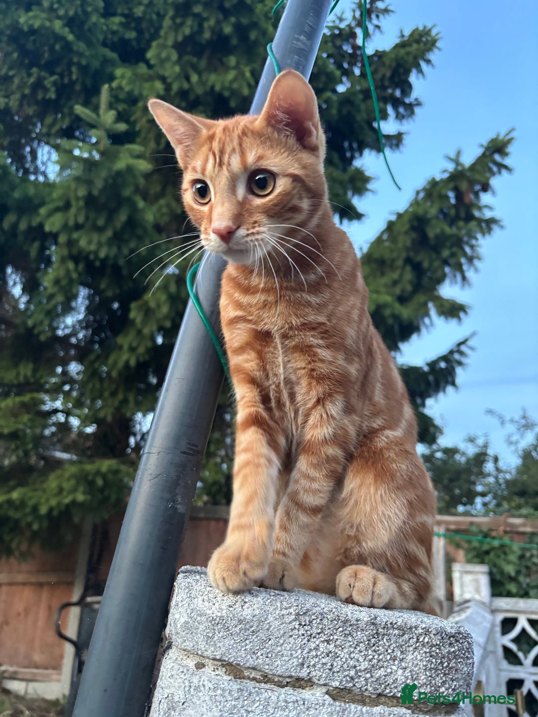 Mixed Breed cats for sale: Mixed breed ginger cat - Image 2