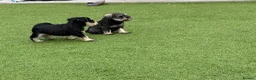Miniature Schnauzer dogs for sale: 🐾 KC Registered Miniature Schnauzer Puppies 🐾 - Advert 6
