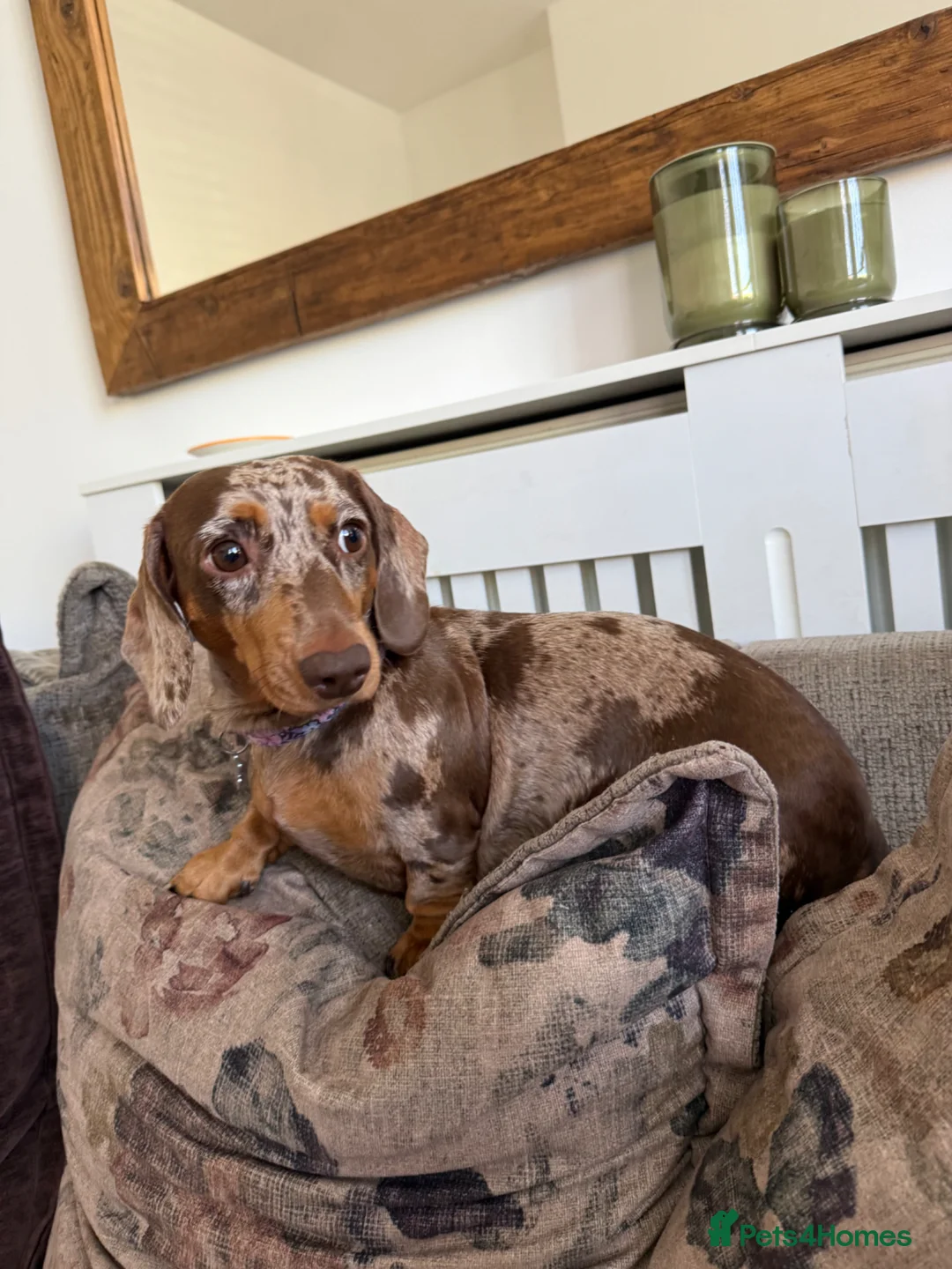 Miniature Dachshund dogs for sale: Two Beautiful miniature dachshunds - Advert 8