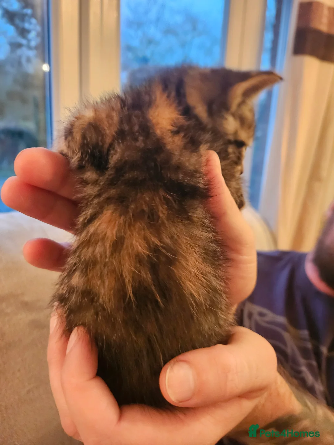 Mixed Breed cats for sale: Maine coon x sphynx kittens  - Advert 4