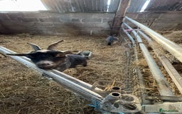Goats livestock for sale: 5 Pygmy goats looking for new pastures. - Image 4