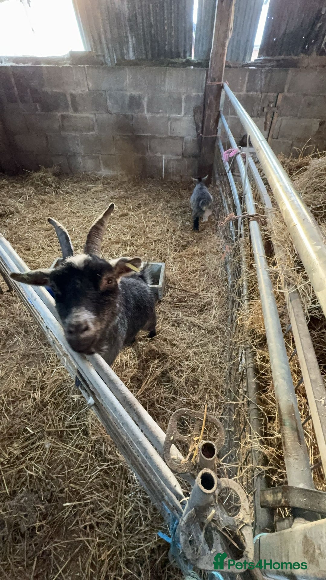 Goats livestock for sale: 5 Pygmy goats looking for new pastures. - Image 4