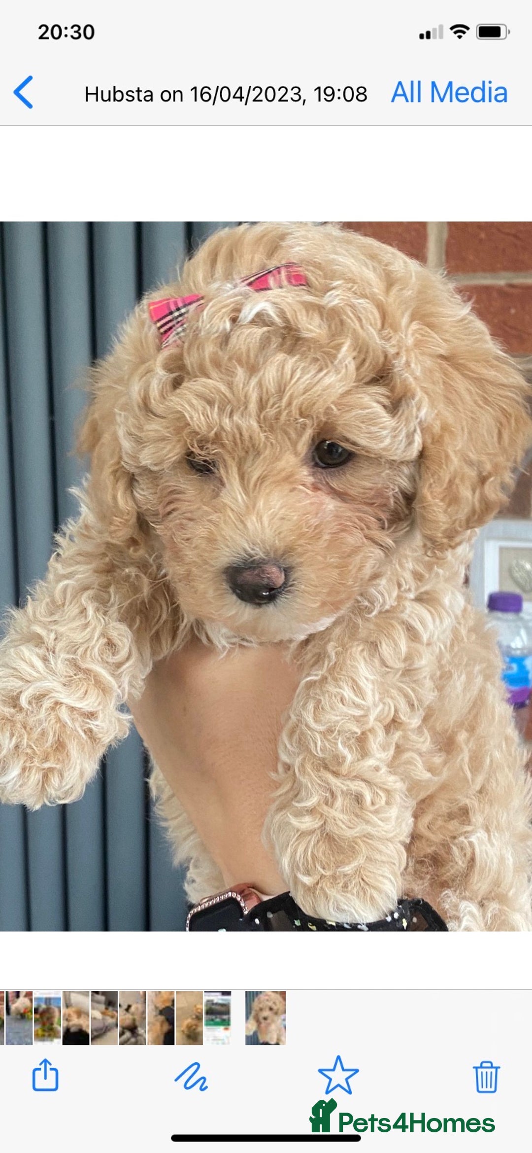 Toy Poodle dogs for stud: RED TOY POODLE KC REGISTERED PROVEN STUD in Derby - Image 28