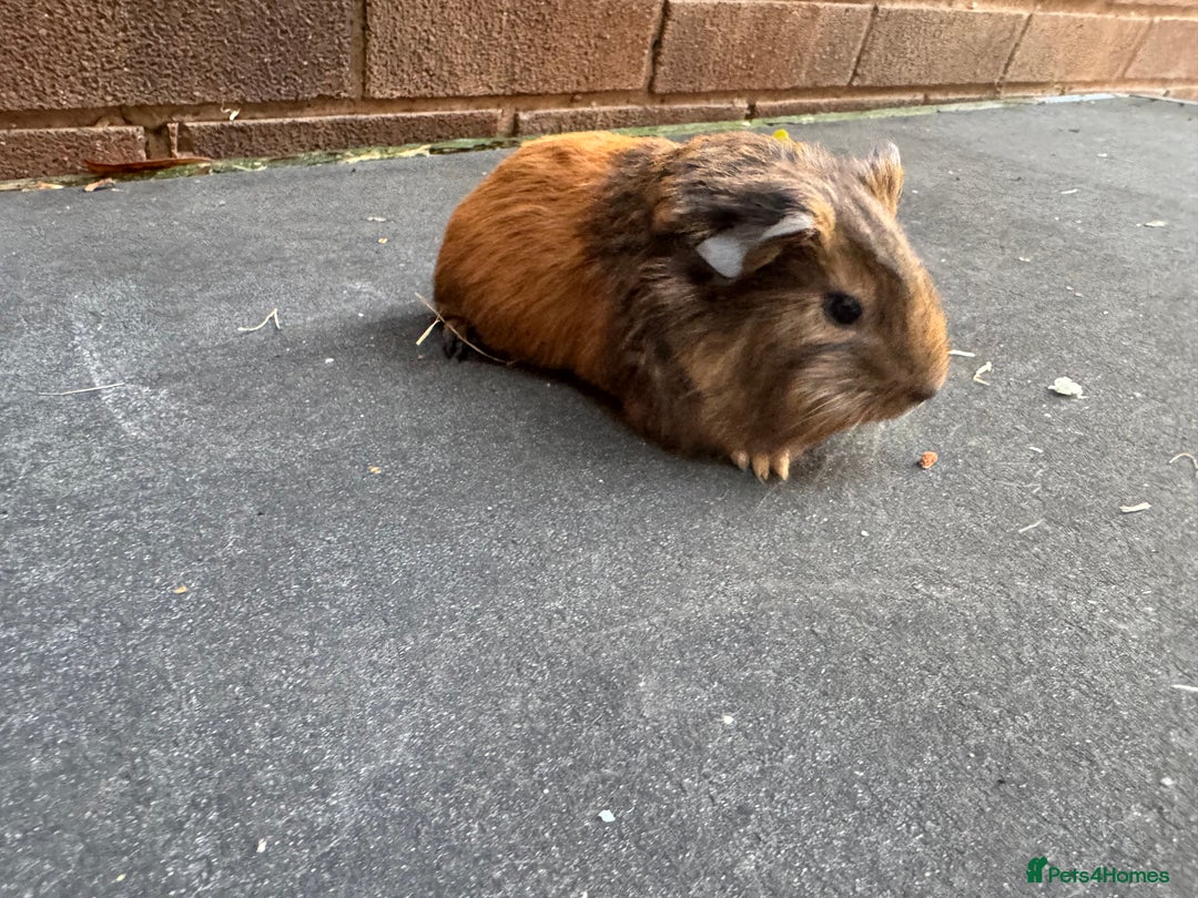 Guinea Pig rodents for sale: Stunning baby male guinea pigs  - Image 6