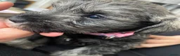 Miniature Schnauzer dogs for sale:  Miniature Schnauzer Puppies – Ready from 25th May - Advert 21