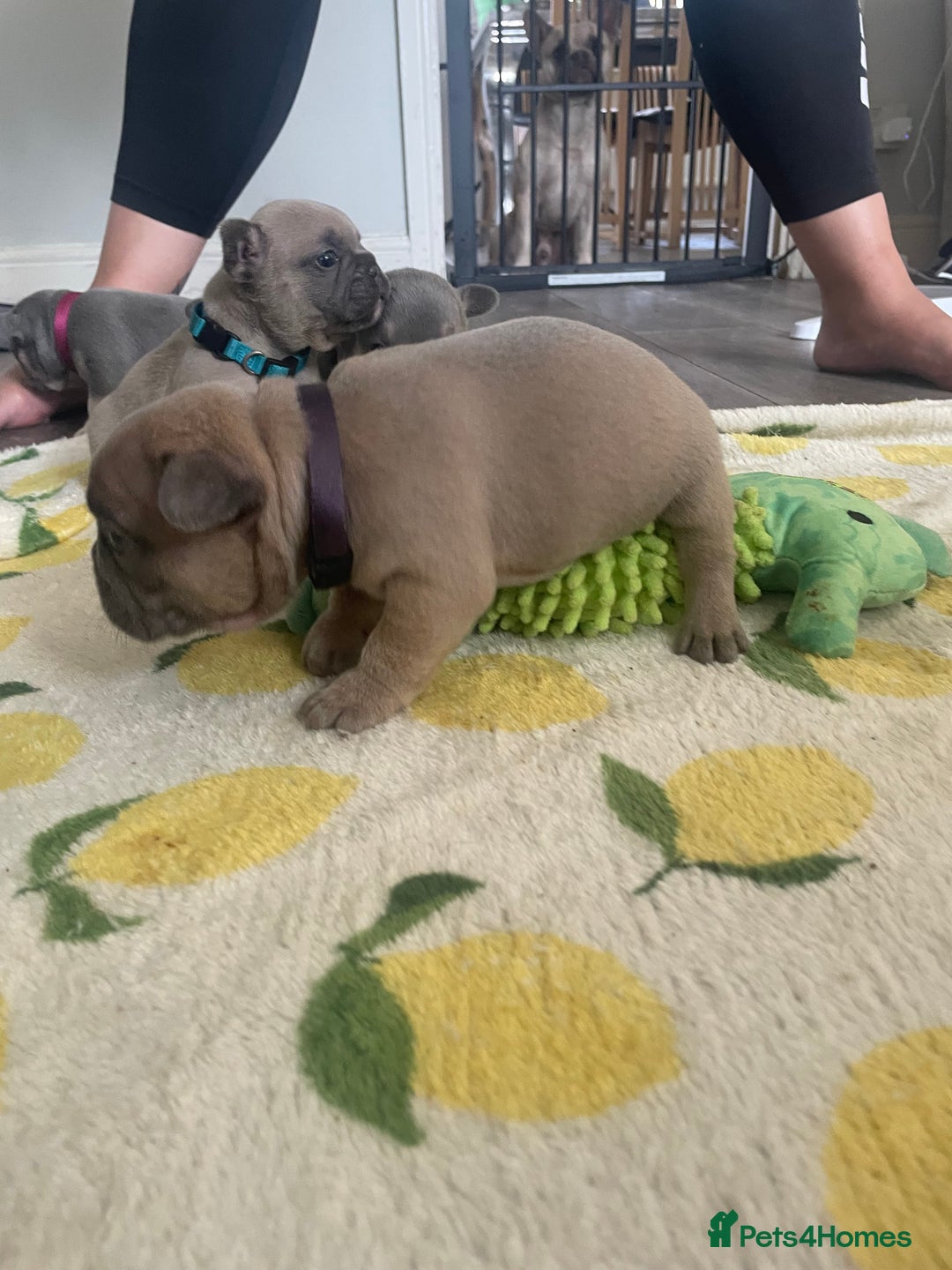 French Bulldog dogs for sale: French bulldog puppies - Image 3