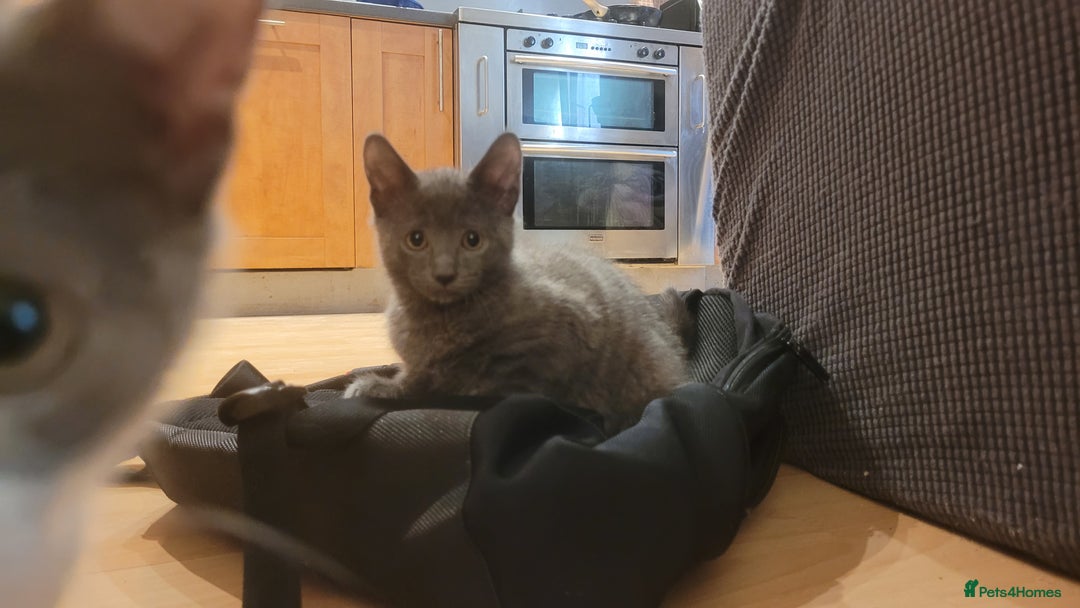 Mixed Breed cats for sale: Three gorgeous kittens available! - Advert 22