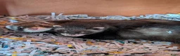 Ferret rodents for sale: Pair of Gills, tame sisters and full setup  - Advert 6
